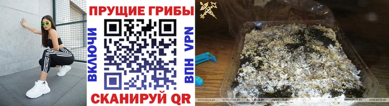 Псилоцибиновые грибы Psilocybe  Нелидово 
